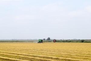 Rice harvesting by the combine photo