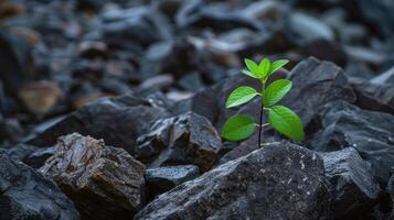 ai generado solitario planta desafía impares, emergente desde rocoso terreno, un símbolo de resiliencia, ai generado foto