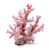 AI generated Colorful natural pink coral isolated on white background for marine-themed designs, Ai Generated. photo