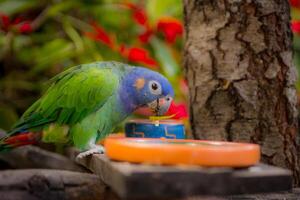 Blue Headed Parrot photo