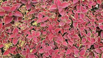 A close up of a plant with red and yellow leaves of coleus plant in the garden. photo