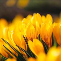 AI generated African American man covers eyes with two orange gerberas photo