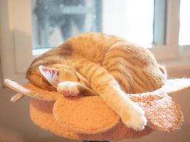 gato animal mascota dormir linda gatito Doméstico piel interior felino retrato hogar interior casa mullido adorable relajación descanso Doméstico mamífero antecedentes sofá siesta amistad dulce de pura raza amistad acostado foto