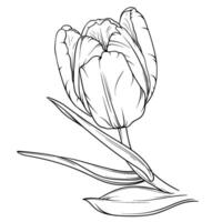 Vector Tulip floral botanical flower. Wild spring leaf wildflower isolated. Black and white engraved ink art. Isolated tulip illustration element on white background