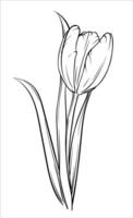 Black and white crocus isolated on white background. Vector illustration tulip. Isolated tulip illustration element on white background