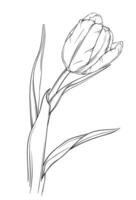 Tulip. Hand drawn vector illustration isolated on white background. Black and white engraved ink art.