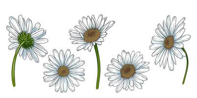 Elegant decorative daisy flower, design element. Can be used for cards, invitations, banners, posters, print design. Floral background in line art style vector