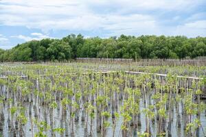 Mangrove Tree of Mangrove Forest. Seedlings grown on the coast Planted to take care of the coast Small trees of mangrove trees are growing. photo