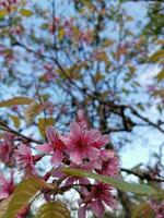Himalayan pink flower blossom on tree background photo