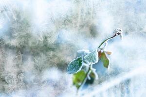 a frozen plant with ice crystals photo