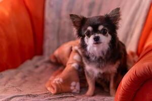 cute chiwuwa dog on an armchair photo