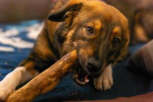 young cute dog plays with a piece of wood photo