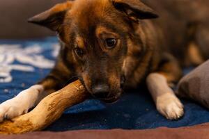young cute dog plays with a piece of wood photo
