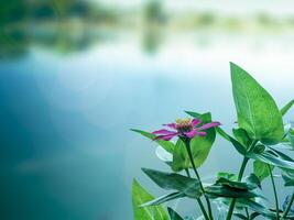 blooming zinnia flower on blur background photo