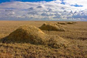 Beautiful landscape park. Tourism, hobby. Hay in stacks and blue sky. photo