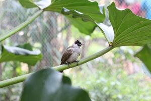 cerca arriba de kutilang o holliniento con membrete bulbul pájaro foto