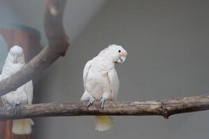 cerca arriba de el tanímbar pájaro corella o cacatua goffiniana foto