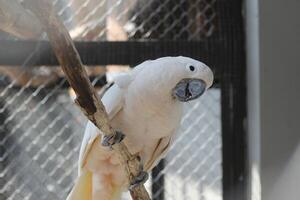 close up of the Tanimbar bird Corella or Cacatua Goffiniana photo