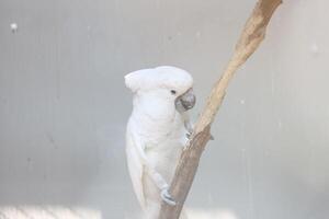 cerca arriba de el tanímbar pájaro corella o cacatua goffiniana foto