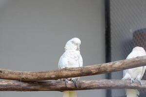 cerca arriba de el tanímbar pájaro corella o cacatua goffiniana foto