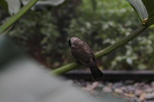 close up of Kutilang or Sooty Headed Bulbul bird photo