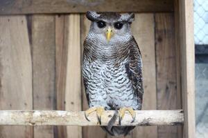 cerca arriba de el beluk jampuk pájaro o bubón sumatrano foto