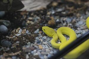 cerca arriba de oriental víbora o trimeresurus insularis o blanco labio isla pozo víbora foto