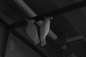 close up of Sulphur Crested Cockatoo or Cacatua Galerita photo