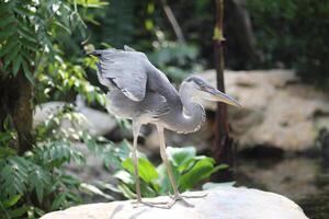 cerca arriba de el cangak abu o Ardea cinerea pájaro foto