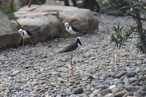 cerca arriba de el pandilla bayam pájaro o himantopus leucocéfalo foto