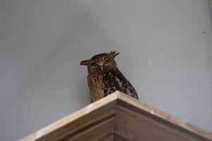 close up of the Beluk Ketupa or Buffy Fish Owl or Ketupa Ketupu bird photo