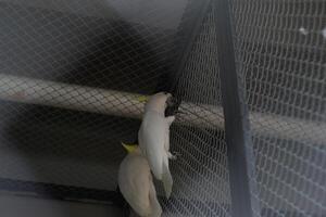 close up of Sulphur Crested Cockatoo or Cacatua Galerita photo