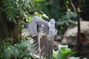 cerca arriba de el cangak abu o Ardea cinerea pájaro foto