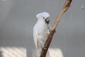 cerca arriba de el tanímbar pájaro corella o cacatua goffiniana foto