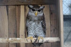 close up of the Beluk Jampuk bird or Bubo Sumatranus photo