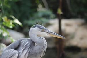 cerca arriba de el cangak abu o Ardea cinerea pájaro foto