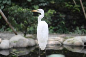 cerca arriba de un kuntul besar o Ardea alba pájaro foto