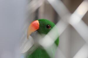 cerca arriba de un nuri bayan pájaro o loro o eclectus roratus foto