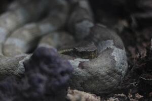 cerca arriba de tropidolaemus wagleri serpiente foto