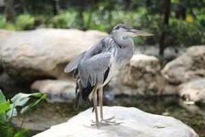 cerca arriba de el cangak abu o Ardea cinerea pájaro foto