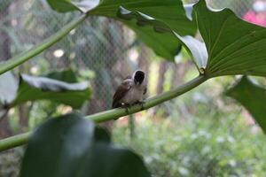 cerca arriba de kutilang o holliniento con membrete bulbul pájaro foto