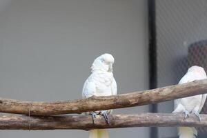 cerca arriba de el tanímbar pájaro corella o cacatua goffiniana foto