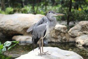 cerca arriba de el cangak abu o Ardea cinerea pájaro foto