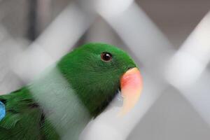 cerca arriba de un nuri bayan pájaro o loro o eclectus roratus foto