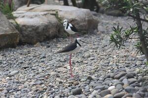 close up of the Ganggang Bayam bird or Himantopus leucocephalus photo