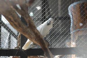 cerca arriba de el tanímbar pájaro corella o cacatua goffiniana foto