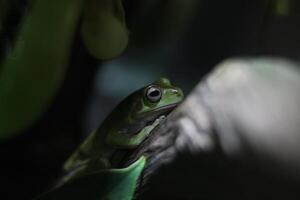 cerca arriba de un verde rana foto