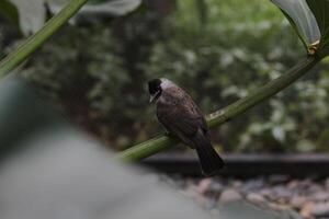 close up of Kutilang or Sooty Headed Bulbul bird photo