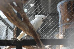 cerca arriba de el tanímbar pájaro corella o cacatua goffiniana foto