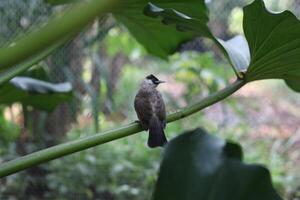 cerca arriba de kutilang o holliniento con membrete bulbul pájaro foto